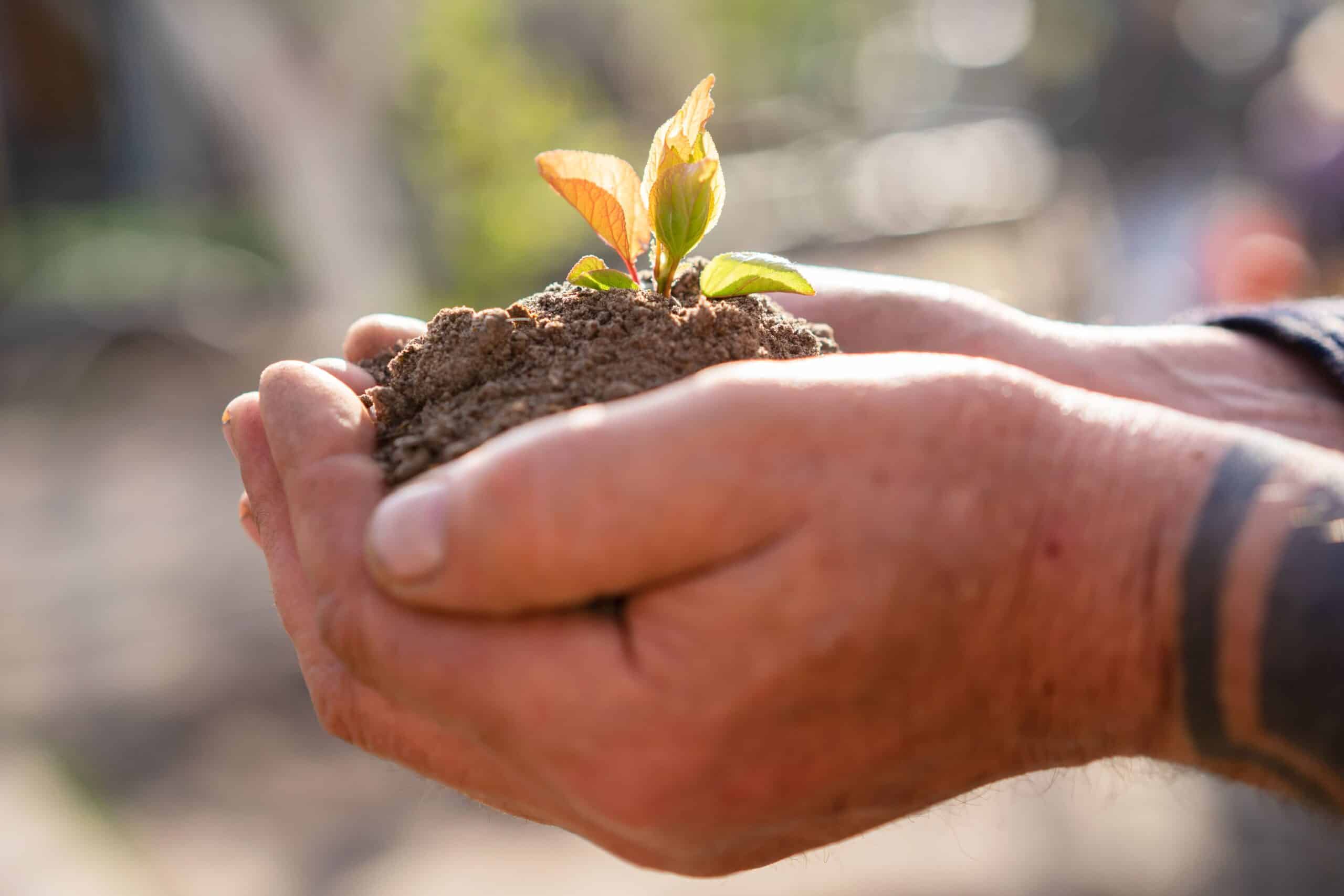 Hands with growing plant